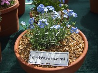 Eritrichium howardii